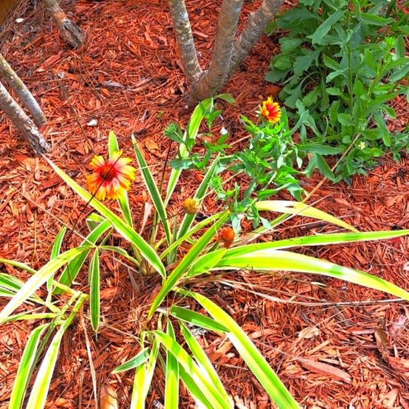 FREE GIFT Seeds with Purchase! - Picture 7 of 11